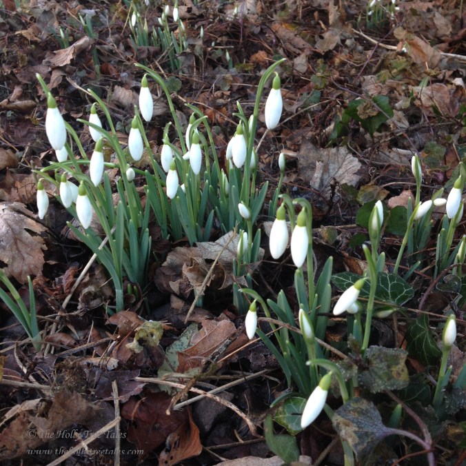 img_7269 - THTT signed - Snowdrops. Galanthus nivalis. Milk flower of the snow. White. Green. Spring. Bulbs. (c) The Holly Tree Tales www.TheHollyTreeTales.com