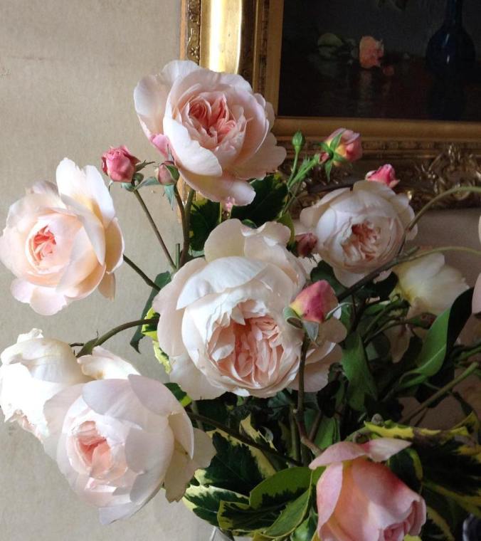 Rose. A Shropshire Lad. David Austin Roses. (c) The Holly Tree Tales. www.TheHollyTreeTales.com