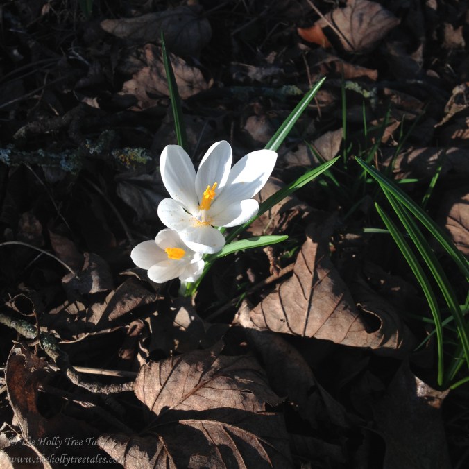 IMG_8423 - THTT signed - white crocus at TGH. Spring. Spring Bulbs. Light and dark. (c) The Holly Tree Tales. www.TheHollyTreeTales.com