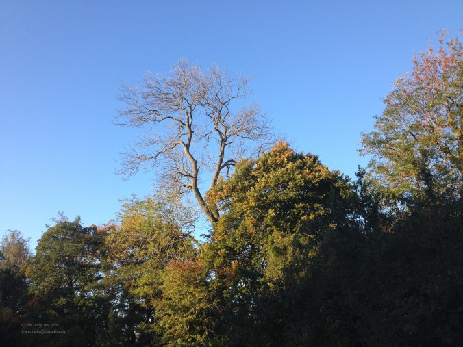 IMG_4761 - Ash tree. Birch. Sycamore. Mixed Woodland. Arboretum. Early Autumn. Growth. Healthy Trees. Seasons. Life. (c) The Holly Tree Tales www.TheHollyTreeTales.com