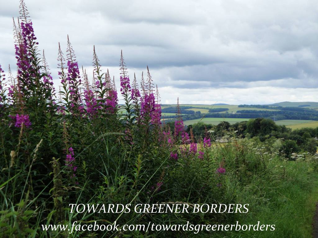 Countryside. Land. Trees. Sky. Hedgerows. Rosebay Willowherb. Views. Towards Greener Borders. (c) Holly M Boydell. www.TheHollyTreeTales.com