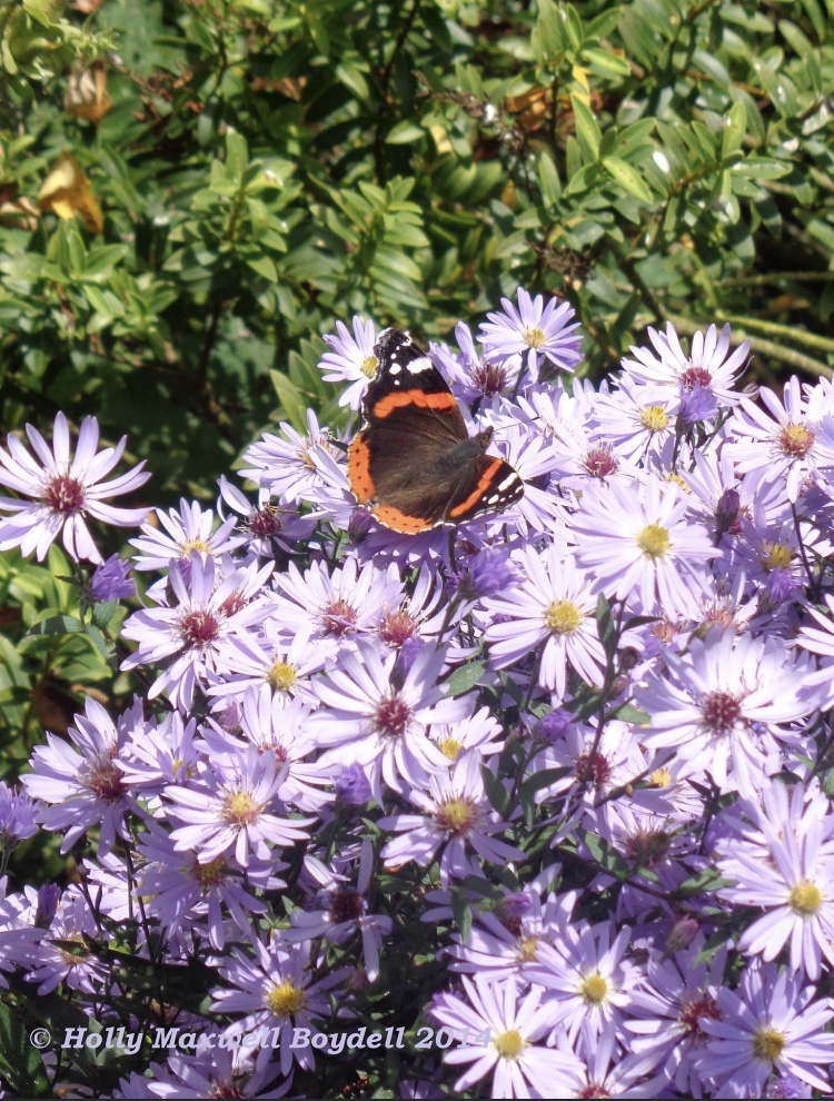 Butterfly. Purple Asters. Autumn. Red Admiral. (c) Holly Maxwell  Boydell www.TheHollyTreeTales.com
