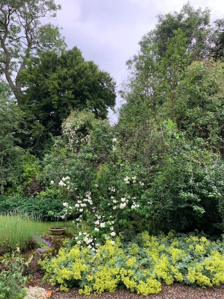 White. Green. Trees. Rambling roses. Holly’s Organic Garden.
